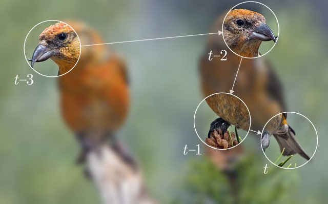 Photo of two birds overlaid with a typical set of eye movements